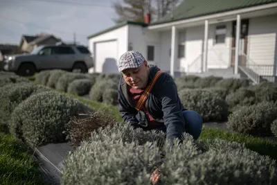 Mark Ponchak, a lavender farmer in McConnellsville, OH on November 6, 2023.